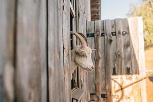 A curious goat poked its head out of the wooden pen photo