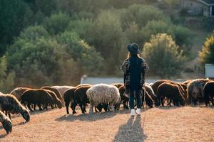 Female shepherd and flock of sheep at a lawn photo