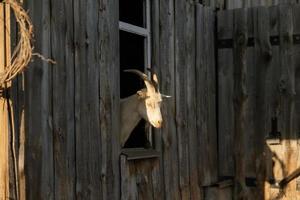 curiosa cabra en corral de madera mirando a la cámara foto