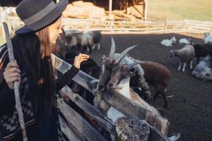 A young beautiful woman near a pen with goats photo