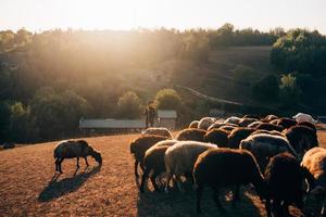 Female shepherd and flock of sheep at a lawn photo