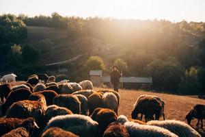 Female shepherd and flock of sheep at a lawn photo