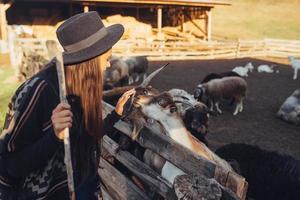 A young beautiful woman near a pen with goats photo