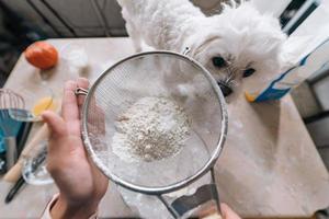 Woman in the kitchen sifts flour together with a dog photo