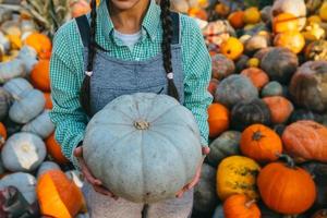 Female hands hold out a small pumpkin. photo