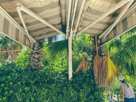 tropical, green plants in a hot country. palm trees with long, green leaves. trees under a canopy create shade and coolness for local residents and tourists photo