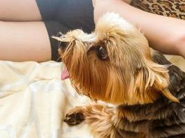 a small dog lies on the bed. yorkshire terrier eats food from the hand. dog with brown eyes chews. dog groomed by groomer photo