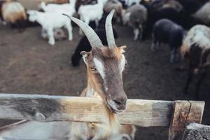 Curious goat in wooden corral looking at the camera photo