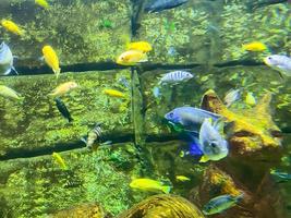 corales, piedras, madera flotante en el agua. peces pequeños, coloridos y brillantes con aletas y colas transparentes nadan bajo el agua contra una pared de ladrillos foto