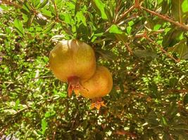 granada amarilla colgando de una rama de árbol. rama verde con hojas en un país tropical cálido. frutos vitamínicos comestibles. fruta útil foto