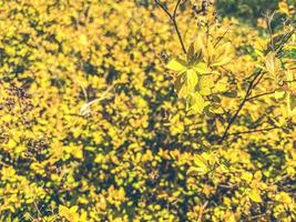 bush with leaves. autumn composition, forest yellow plant. natural texture with flowers, background. yellow flowers with small leaves and insects photo