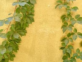 green ivy on old yellow wall. background photo