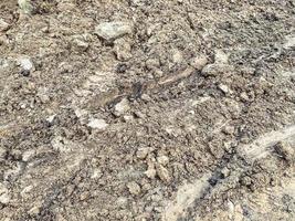 texture, earth, dirt. clods of sand on the road. chernozem, soil on beds plowed with machinery. vegetable garden, farming photo