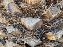 Close up of the tree trunk of a Date Palm tree Phoenix dactylifera photo