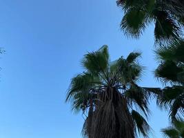 Coconut palm tree and blue sky vintage with space photo