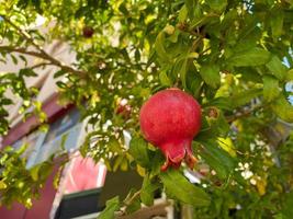 Natural red juicy ripe beautiful pomegranates on a pomegranate tree branch against the background of green tropical leaves. Background, texture photo