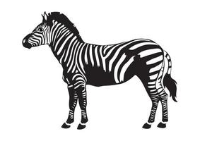 Black and white zebra on flat style isolated on white background vector