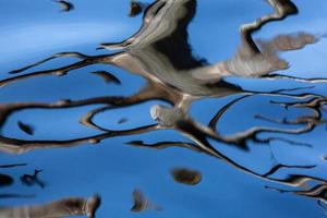 Reflection in Water on a Blue Background photo