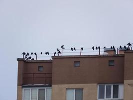 Birds sit on the roofs of a residential building photo