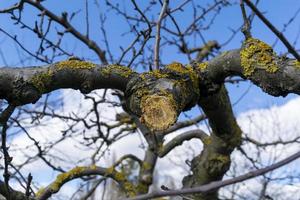 árbol frutal podado, poda de primavera, formación de la corona del árbol, eliminación de brotes viejos y enfermos foto