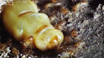 la reina de las termitas y las termitas que realizan tareas laborales. Las madres de termitas grandes son las encargadas de poner huevos para aumentar la población de termitas. video