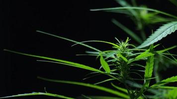 Nahaufnahmevideo einer blühenden Cannabispflanze auf schwarzem Hintergrund. video