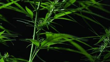 Close-up video of a flowering cannabis plant on a black background.