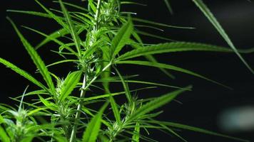 Close-up video of a flowering cannabis plant on a black background.