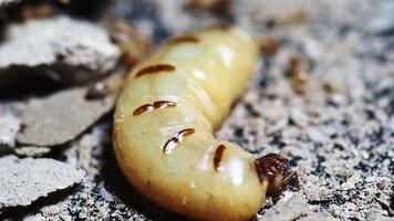 The queen of termites and termites who perform labor duties. Large termite mothers are responsible for laying eggs to increase the termite population. video