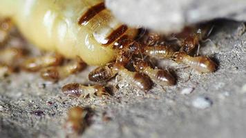 The queen of termites and termites who perform labor duties. Large termite mothers are responsible for laying eggs to increase the termite population. video