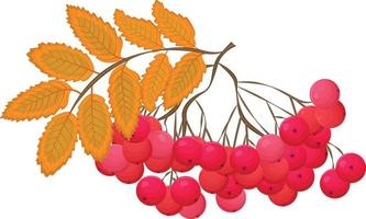 A bright autumn illustration of ripe rowan berries on branch with leaves yellowed from autumn. A favorite delicacy of bullfinches. Autumn symbol is a vector illustration isolated on white background