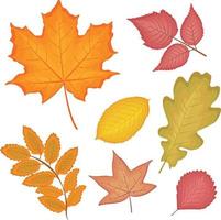 A bright autumn set with the image of various red and orange leaves such as oak,maple, birch, poplar, rowan, alder,liquidambara leaves. Autumn leaves vector illustration isolated on white background.