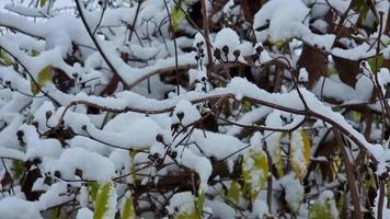 Cover the jasmine bush with snow. Winter has come to the garden. Snowing video