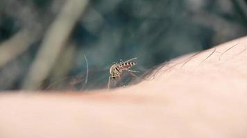 Striped mosquito on human skin video