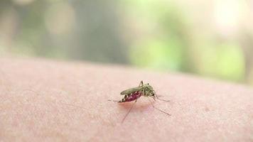 Striped mosquito drinks blood on human skin video