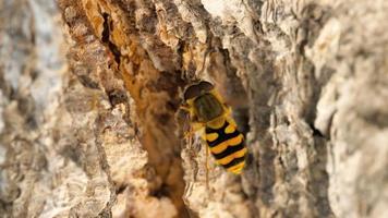 Eristalis Tenax yellow black drone fly on the birch video