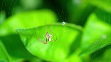 araña araña de jardín en una web video