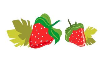 Strawberries with leaves. The berry is sweet. Isolated on a white background. vector