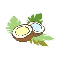 Two coconuts on palm leaves. Coconut in the cut. Isolated on a white background. vector