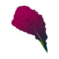 Mustard lettuce leaf, green and burgundy color. Isolated on a white background. vector