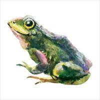 Watercolor green frog isolated on white background. vector