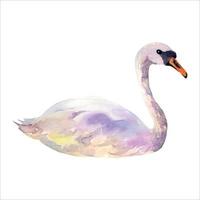 ilustración acuarela, cisne sobre un fondo blanco aislado vector