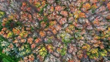 vista aérea árboles de otoño que cambian de color para arrojar sus hojas en verano. fotos altas de árboles durante el cambio de estación. tonos anaranjados, verdes, rojos, amarillos en los árboles. video