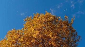 cime degli alberi autunnali cime degli alberi autunnali dorati contro il cielo, cadono le foglie video