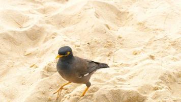 Myna acridotheres tristis commun sur le sable de la plage de karon, phuket, thaïlande video