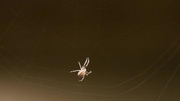 spindel väver ett nät på sommarkvällen video