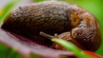 Closeup of brown slug crawling video