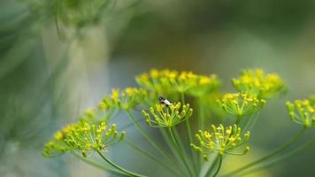 sphaerophoria scripta drone preto amarelo voar nas flores de erva-doce video