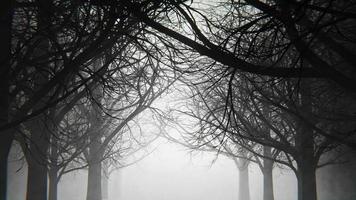 ein Spaziergang in einem dunklen, düsteren Wald mit Nebel und Staub. Endlosschleifenanimation.