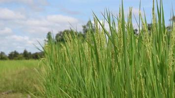 hermoso video de campo de arroz verde